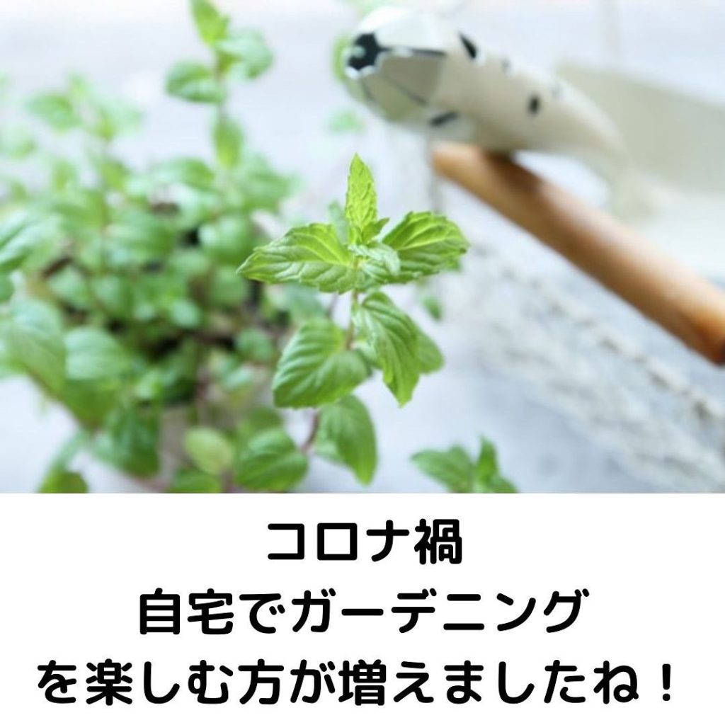 ミントの鉢植え　ガーデニングの様子