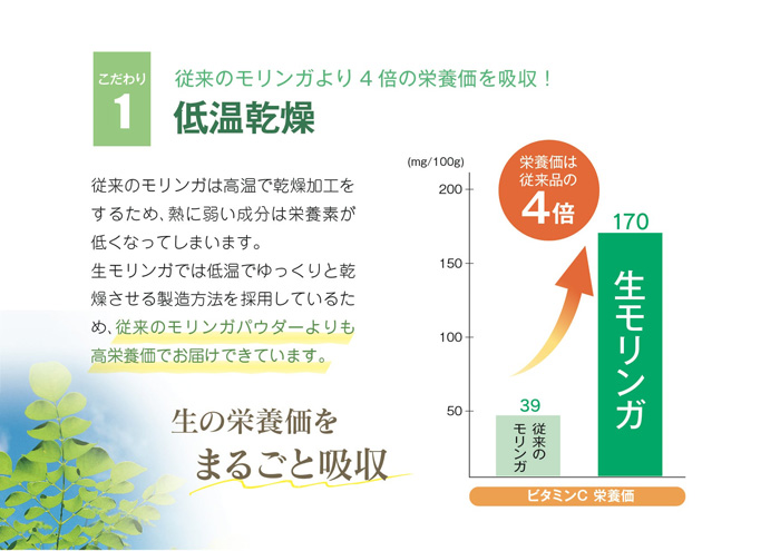 生モリンガ[moringa1]-3