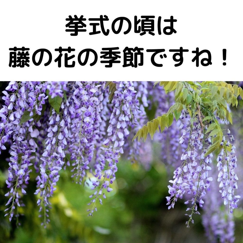 藤の花の写真