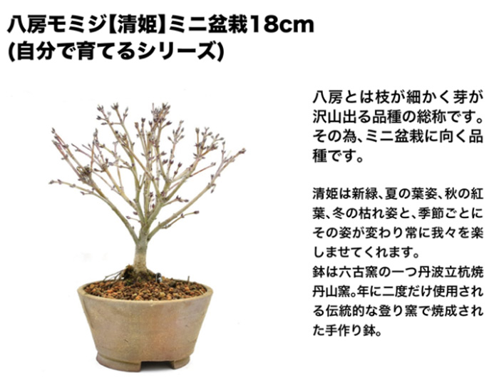 カタログギフト「hibiscus（ハイビスカス）」［okinawa2]-7